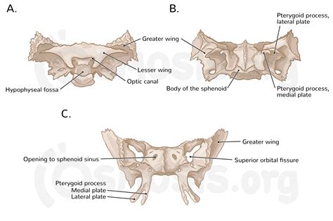 Anatomy Of The Cranial Base Osmosis