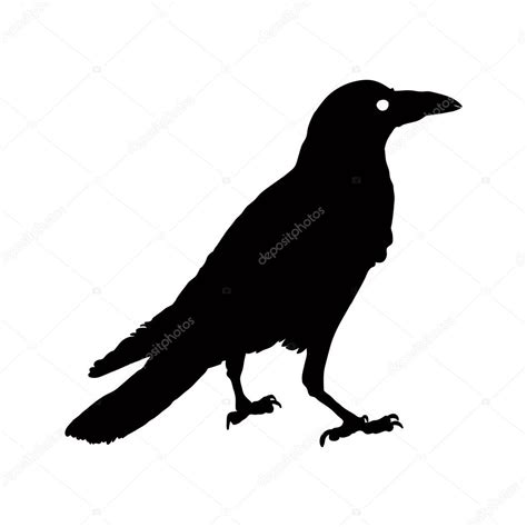 Vector Silhouette Of A Crows In Different Positions Vector Outline