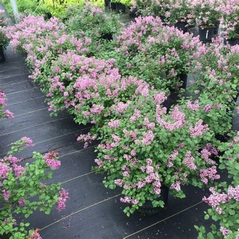 Bloomerang Dwarf Purple Lilac Proven Winners Colorchoice Flowering