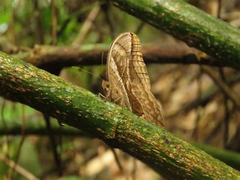 Mariposa De Guadual Biodiversidad De La Finca El Tambor Inaturalist