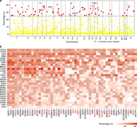 Putative Regulation Of Erna Biogenesis In Cancer A Putative Regulators