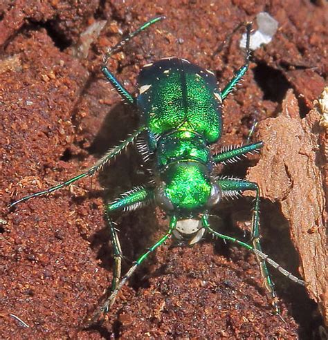 Six Spotted Tiger Beetle Cicindela Sexguttata Bugguide Net