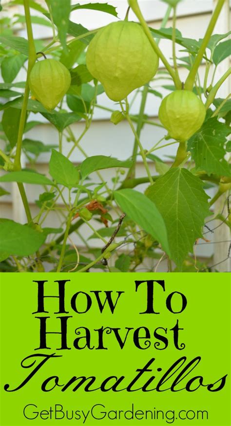 A Growing Guide Tips How To Grow Tomatillos Everything About Garden