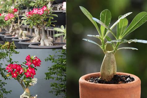 Como Regar Muda De Rosa Do Deserto Dicas E Cuidados Para Deixar Sua Planta Mais Saudável