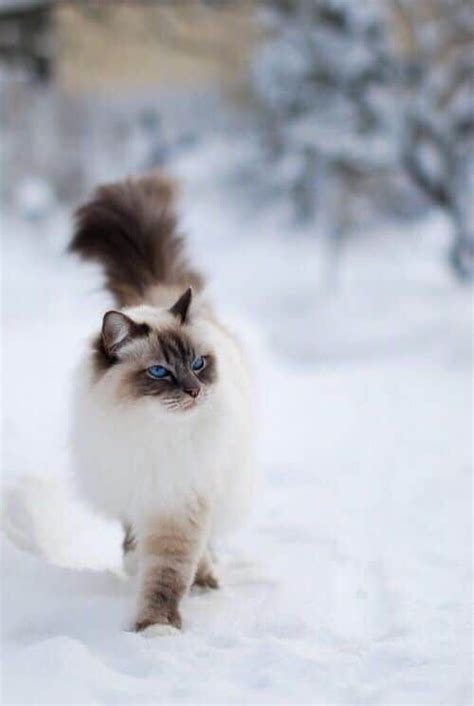 Himalayan Cat Most Expensive Cat Breeds Pets Lovers