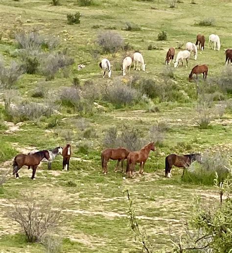 Salt River Wild Horses – Pima Master Naturalists