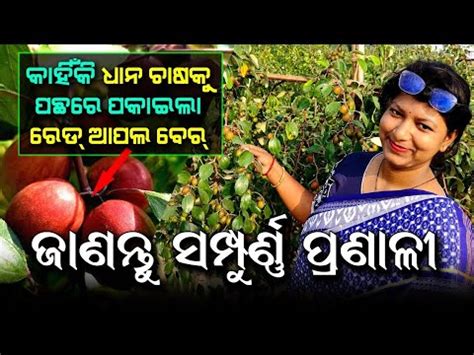 Red Apple Ber Farming A Success Story Mo Farming Youtube