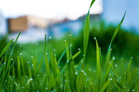 Hd Wallpaper Morning Dew Dewdrops Grass Green Nature Photography