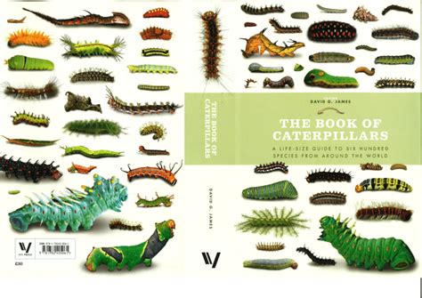 Caterpillar Types Chart