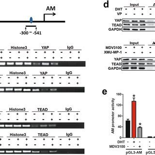 AR Promoted YAP TEAD Binding To The Promoter Of AM And Facilitated Its