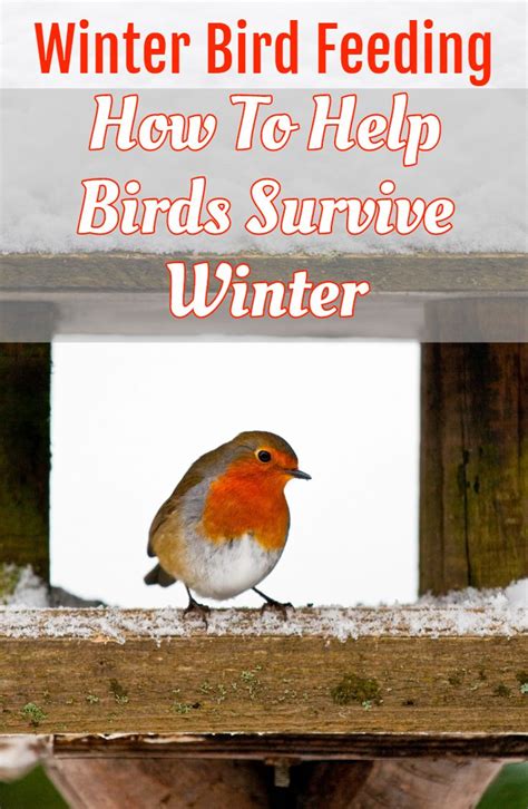 How To Best Feed Birds In The Winter Our Top Winter Bird Feeding Tips