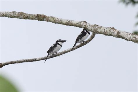 Notharchus tectus (Aves de Risaralda) · iNaturalist