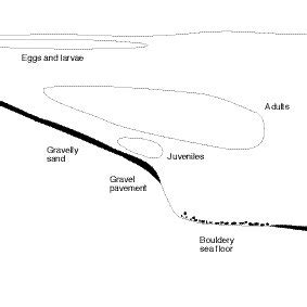 Life history stages of Atlantic cod versus habitat requirements as... | Download Scientific Diagram