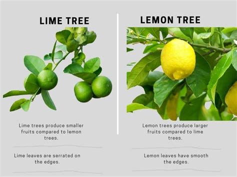 Lime Tree vs Lemon Tree: How to Tell the Difference | Gardenine