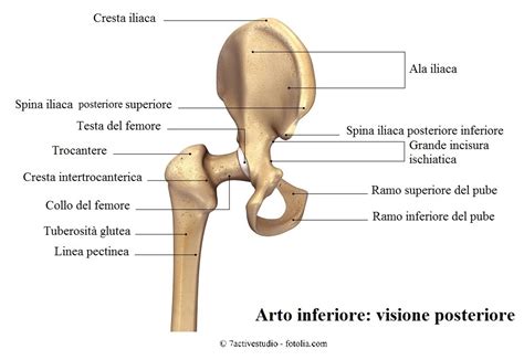 Lesione Del Labbro Acetabolare I Sintomi E Le Terapie