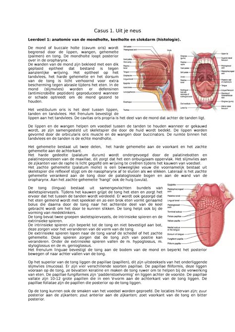 Casus Casus Uit Je Neus Leerdoel Anatomie Van De Mondholte