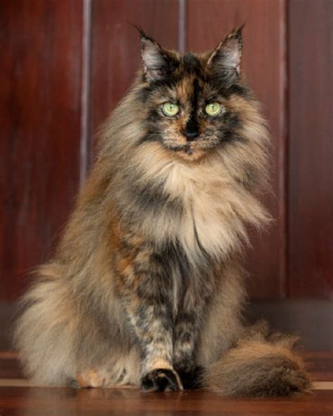 Tortie Maine Coon 139mainst