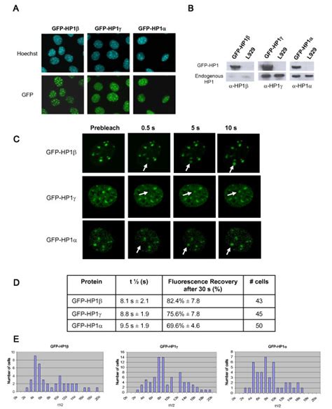 Frap Analysis Of Gfp Hp Shows That Hp Proteins Are Dynamic Components