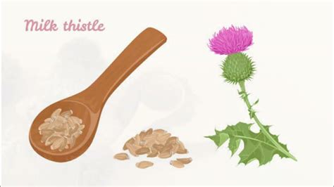 Health Benefits Of Milk Thistle Youtube