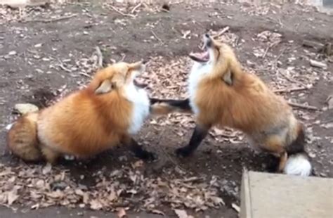 Does A Red Fox Scream When It Finds Its Soulmate Fox Scream Fox