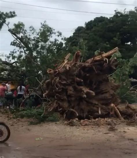 Árvore cai em cima de carro uma família dentro em Pacajus