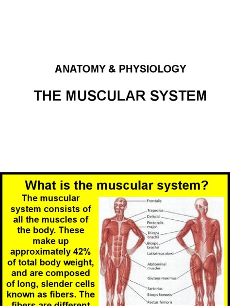 Anatomy & Physiology Muscular System | PDF | Skeletal Muscle | Anatomy