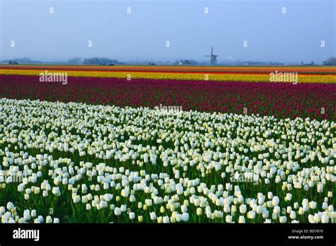 Tulip Fields North Holland Netherlands Stock Photo Alamy