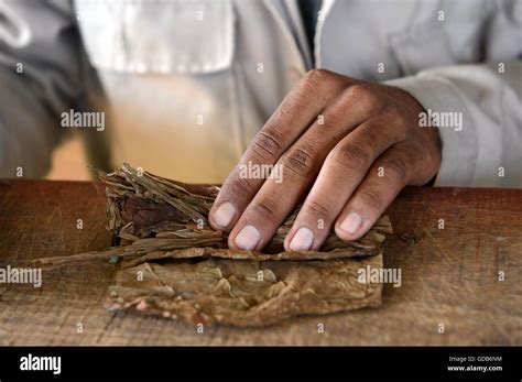 Hand Rolled Cuban Cigars By Local Tobacco Farmer Vi Ales Cuba Stock