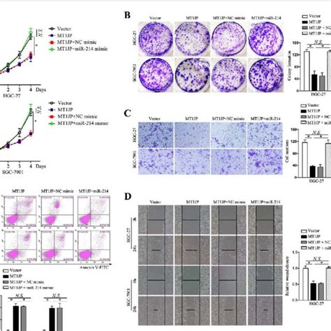 Mt1jp Modulated Gc Proliferation Invasion Migration And Apoptosis Via