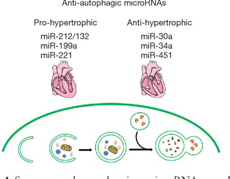 Figure From The Effects Of Non Coding Rnas On Autophagy In Regulating