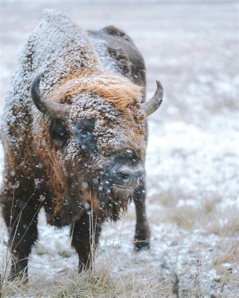 Bison Standing On Snow Covered Field · Free Stock Photo