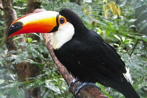 Puerto Iguazu, Argentina: All You Must Know Before You Go (2025 ...