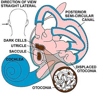 The Vestibular System - Dizzinessclass