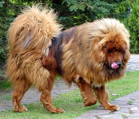 What Is The Biggest Terrier Breed