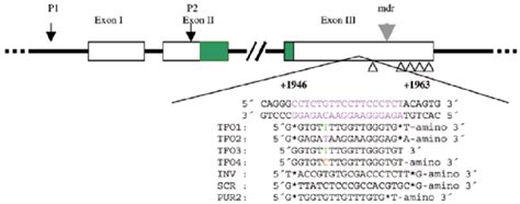 Schematic Diagram Of The Human Bcl Proto Oncogene Showing The Bp