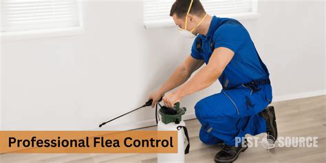 What to Expect From Professional Flea Control - Pest Source