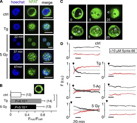 Nuclear Translocation Of Ca 2 Dependent NFAT In Jurkat Cells A