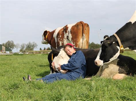 Cow Hugging Has Emerged As The Latest Global Wellness Trend To Help