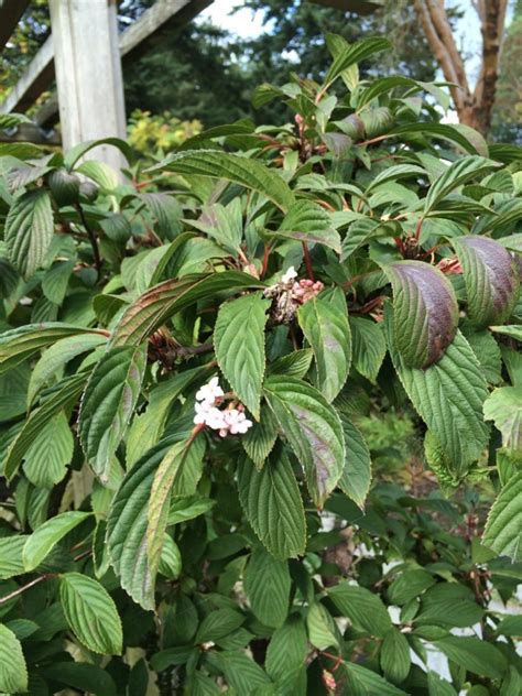 Viburnum Bodnantense Dawn Ubicaciondepersonas Cdmx Gob Mx