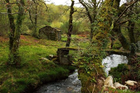 Imagen gratis madera paisaje naturaleza árbol agua hoja río bosque