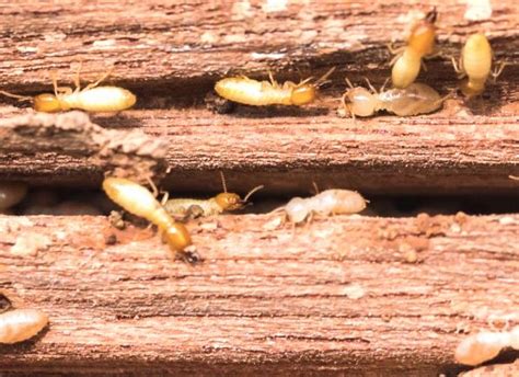 Termite Control Bangladesh Pest Control