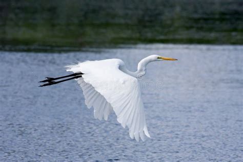 Great White Egret Flying stock photo. Image of united - 10708124