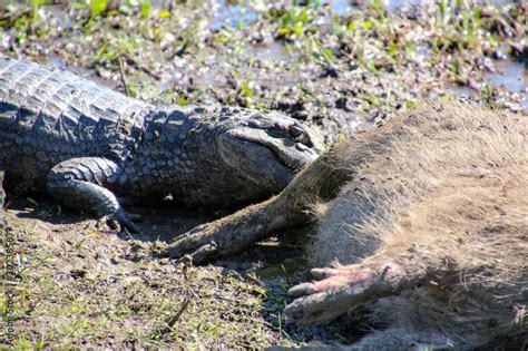 Do Alligators Eat Capybara? (Here's Why They Don't)