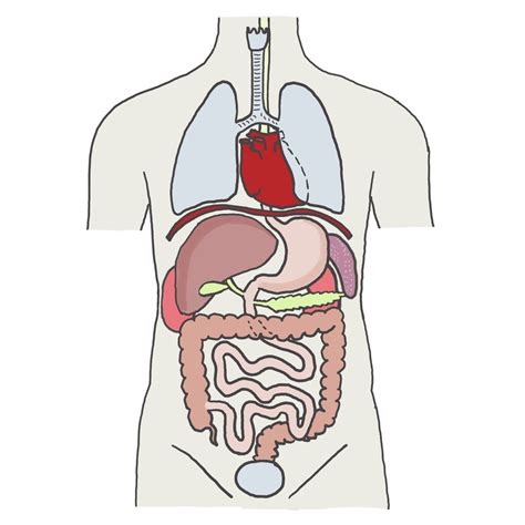 Die Organe des Menschen (Bild) Diagram | Quizlet