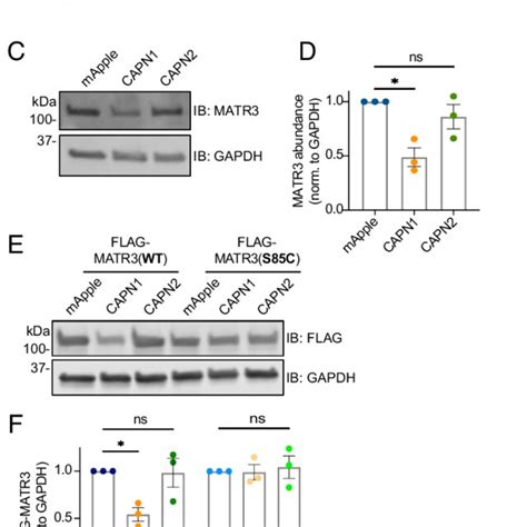 Matr Is A Substrate For Capn And The Pathogenic S C Mutation