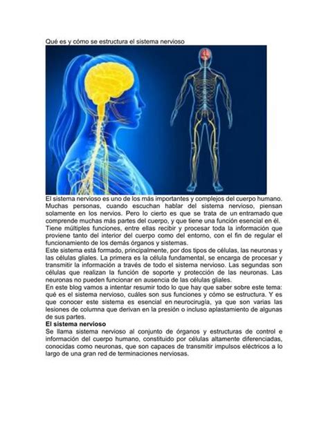 Qu Es Y C Mo Se Estructura El Sistema Nervioso Caf Mexicano