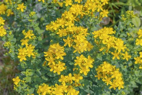 Flowering Of The Medical Plant St John S Wort Hypericum Perforatum