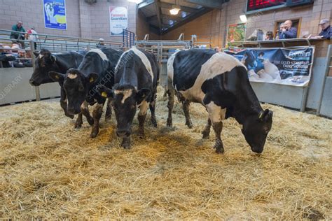 Cattle auction - Stock Image - C057/4426 - Science Photo Library