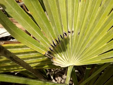 Scicli Il Punteruolo Rosso Attacca La Palma Nana Scicli