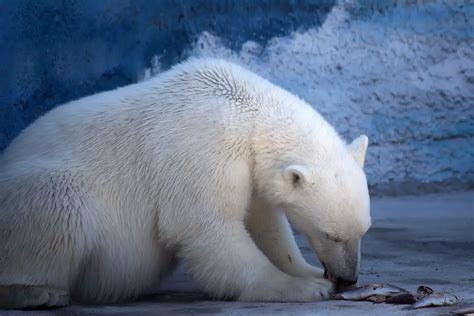 Do Polar Bears Eat Penguins Exploration Squared